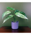 35cm Artificial Spotted Leopard Plant in Planter