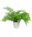 30cm Artificial Potted Royal Fern