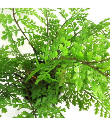 30cm Artificial Potted Royal Fern