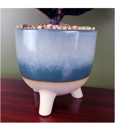 35cm Artificial Ficus Plant Potted in Teal Blue Green Ceramic Planter