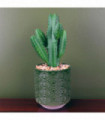 23cm Artificial Cactus Plant Potted in Green Ceramic Planter