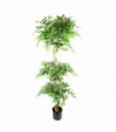 180cm Artificial Twisted Trunk Fruticosa Ficus Tree Triple Ball Topiary 1984 Leaves