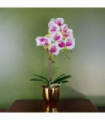 48cm Harlequin Orchid Artificial Pink with Gold Pot