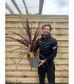 Cordyline australis Red Star | 1m