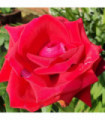 Thinking of You Rose | Hybrid Tea Rose | 4L Potted Rose (PRE ORDER FOR DECEMBER)