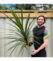 Cordyline australis Green | 1m-1.2m