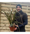 Phormium 'Bronze Baby' 50-60cm 2L