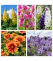 5 Perennials for a Sunny Site