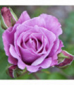 Blue Moon Rose | Climbing Rose | 4L Potted Rose  (PRE ORDER FOR DECEMBER)