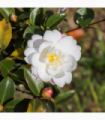 Camellia japonica White Swan 60cm