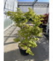 Acer palmatum 'Osakazuki' 65L 170cm 65L 180cm