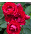 Rose Scarlet Queen Elizabeth | Floribunda | 4L Potted Rose(PRE ORDER FOR DECEMBER)