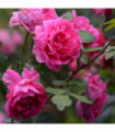 Pink Perpetue | Climbing Rose | 4L Potted Rose (PRE ORDER FOR DECEMBER)