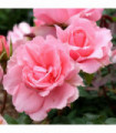 Rose You're Beautiful | Floribunda Rose | 4L Potted Rose (PRE ORDER FOR DECEMBER)