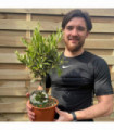 Olive Tree | Hardy Evergreen Potted Tree | 50-60cm (Multibuy Offers Available)