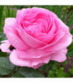 Mum in a Million Rose | Hybrid Tea Rose | 4L Potted Rose (PRE ORDER FOR DECEMBER)