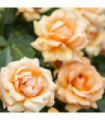 Simply The Best Rose | Hybrid Tea Rose | 4L Potted Rose(PRE ORDER FOR DECEMBER)