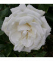 Rose Silver Wedding | Hybrid Tea | 4L Potted Rose (PRE ORDER FOR DECEMBER)