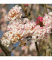 Viburnum x bodnantense 'Chales Lamont' 3L