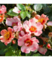 Rose For Your Eyes Only | Floribunda | 4L Potted Rose(PRE ORDER FOR DECEMBER)