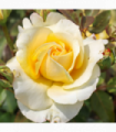 Sunny Sky | Hybrid Tea | 4L Potted Rose (PRE ORDER FOR DECEMBER)