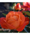 Rose Super Trouper | Floribunda Rose | 4L Potted Rose(PRE ORDER FOR DECEMBER)