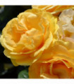 Absolutely Fabulous | Floribunda | 4L Potted Rose (PRE ORDER FOR DECEMBER)