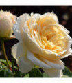 Rose Champagne Moments | Floribunda | 4L Potted Rose (PRE ORDER FOR DECEMBER)