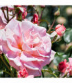 Rose Many Happy Returns | Floribunda | 4L Potted Rose(PRE ORDER FOR DECEMBER)