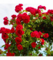 Paul's Scarlet | Climbing Rose | 4L Potted Rose (PRE ORDER FOR DECEMBER)