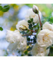 Rose Iceberg | Climbing Rose | 4L Potted Rose (PRE ORDER FOR DECEMBER)