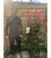 5-6ft Photinia 'Carre Rouge' 160-170cm (30L)