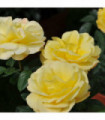 Rose Arthur Bell | Floribunda Rose | 4L Potted Rose  (PRE ORDER FOR DECEMBER)