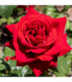 Rose Ruby Wedding | Hybrid Tea Rose | 4L Potted Rose (PRE ORDER FOR DECEMBER)