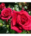 Rose Lovestruck | Floribunda | 4L Potted Rose(PRE ORDER FOR DECEMBER)