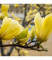 Magnolia denudata 'Yellow River' 2L