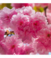 Ornamental Flowering Cherry Blossom Tree Dwarf - Prunus serrulata 'Royal Burgundy' 1m