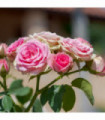 Rose Pretty Polly | Patio Rose | 4L Potted Rose(PRE ORDER FOR DECEMBER)