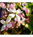 Clematis armandii - Hendersonii Rubra (Evergreen)