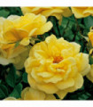 Rose Golden Memories | Floribunda | 4L Potted Rose(PRE ORDER FOR DECEMBER)