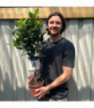 Standard Bay Tree | Laurus nobilis (Multibuy Offers Available) (2 for £47.50)