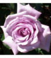 Twice in a Blue Moon Rose | Hybrid Tea | 4L Potted Rose (PRE ORDER FOR DECEMBER)