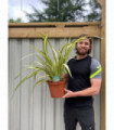 Phormium 'Cream Delight' 60-70cm