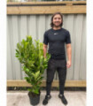 5ft Potted Cherry Laurel Hedging (130-150cm) (Multibuy Offers Available)