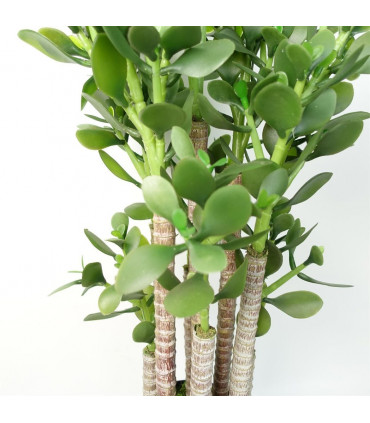 Artificial Deluxe Green Jade Plant 75cm Large Hyper Realistic Weighted Pot