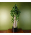 Artificial Green Jade Plant 75cm Large Size Weighted Plastic Pot Classic Style