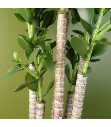 Artificial Green Jade Plant 75cm Large Size Weighted Plastic Pot Classic Style