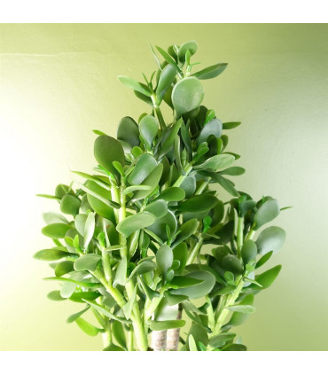 Artificial Green Jade Plant 75cm Large Size Weighted Plastic Pot Classic Style