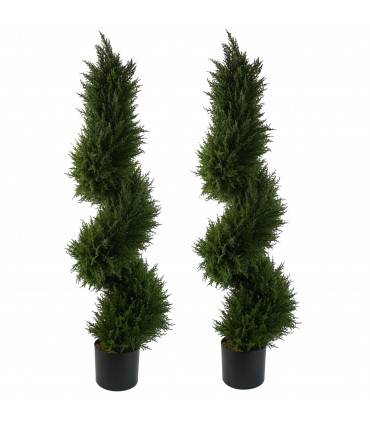 Pair of Spiral Cypress Tree