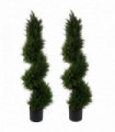 Pair of Spiral Cypress Tree